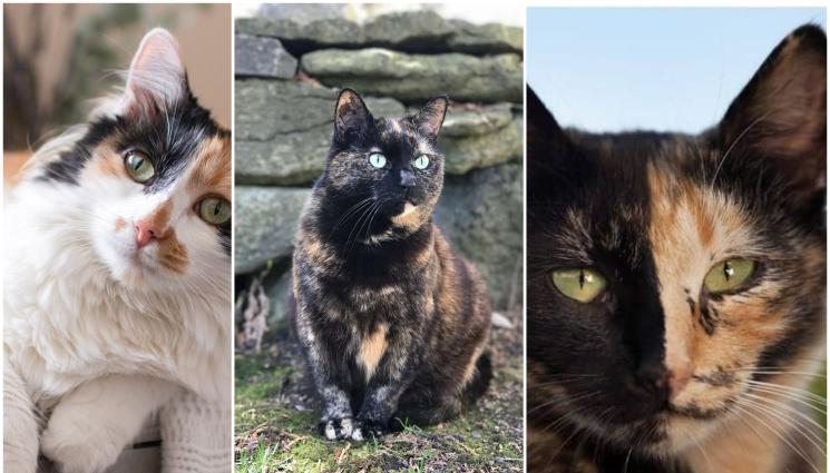 котки - ПРИЧИНАТА Е В ГЕНЕТИКАТА: Кои цветове котки са почти винаги женски?