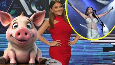 Цеца прасенце