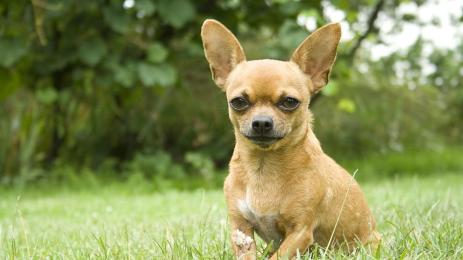 Чихуахуа