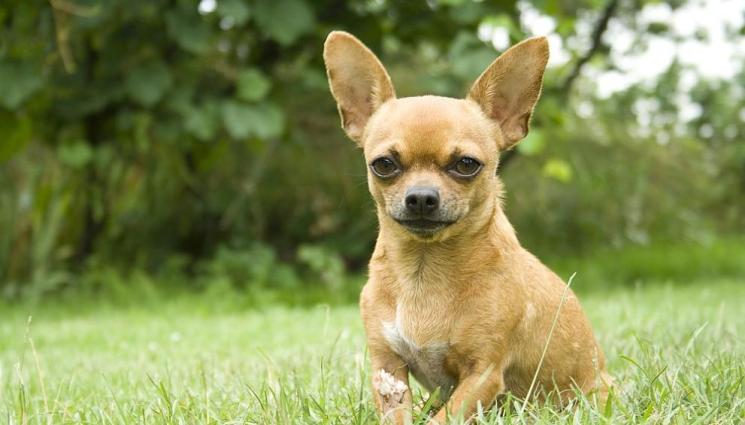 Чихуахуа - Чихуахуа – малко куче с голямо сърце!