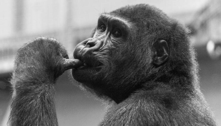 маймуна - НОВА ТЕОРИЯ: Маймуните не са предците на хората! (СНИМКИ)