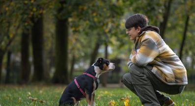 куче дресура