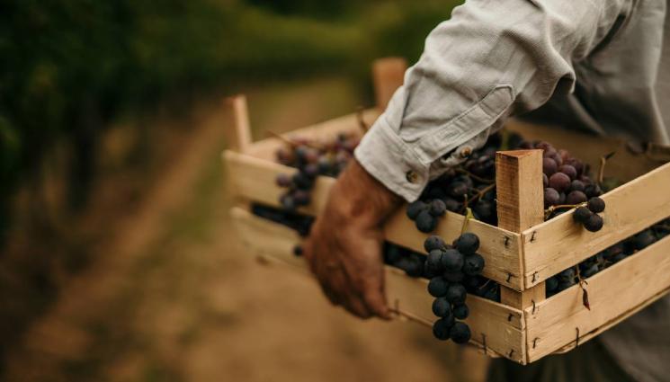 агро - Агро Телеграф: Захлаждане и дъжд след 10 септември