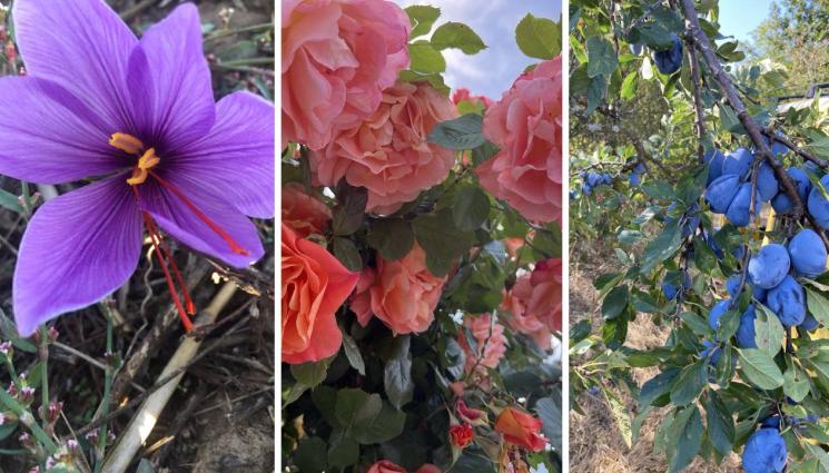 агро - Агро Телеграф: Сушим сливи и смокини в началото на септември