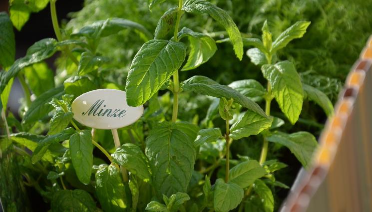 агро - Агро Телеграф: Държим под контрол ментата в саксия, за да не превземе градината