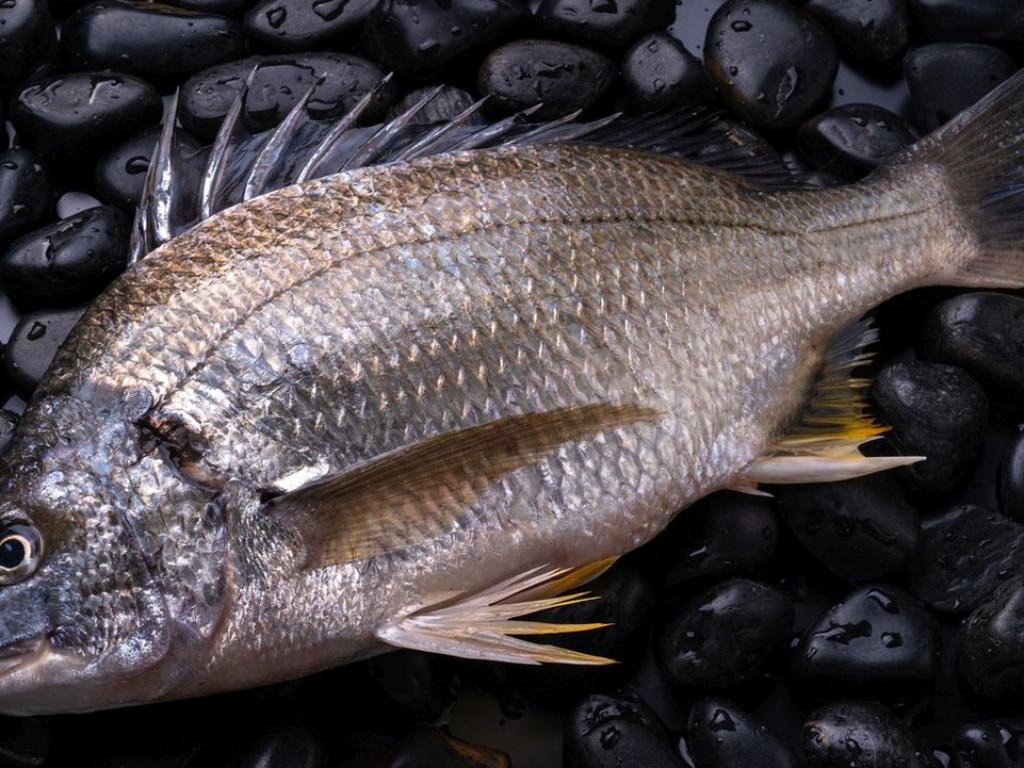 Тайланд се бори с   най инвазивният вид който някога е срещал