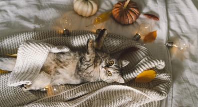 Котка вкъщи