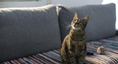 домашна котка