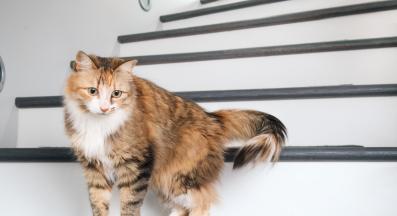 домашна котка