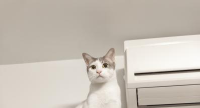 котка и климатик