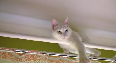 домашна котка