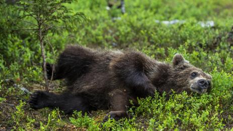 кафява мечка