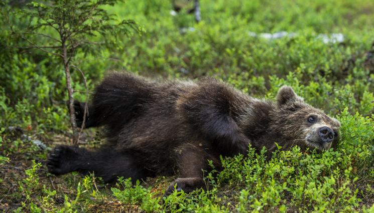 кафява мечка - Откриха застреляна мечка в национален парк!