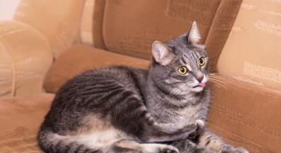 домашна котка