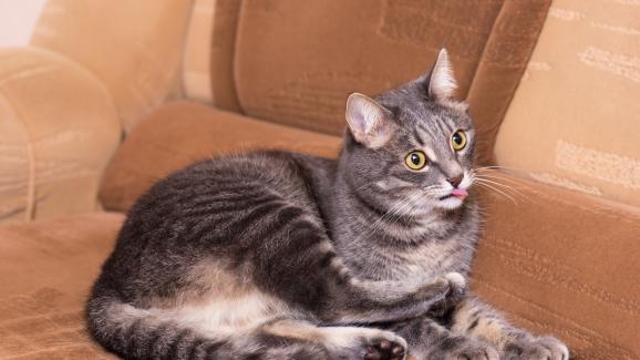 Защо котките въздишат: тайните на котешките емоции