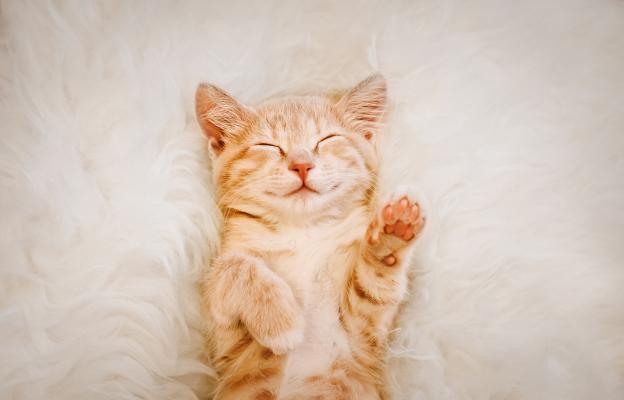 домашна котка