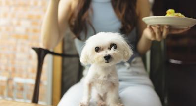 куче плодове