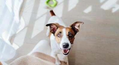 куче развълнувано