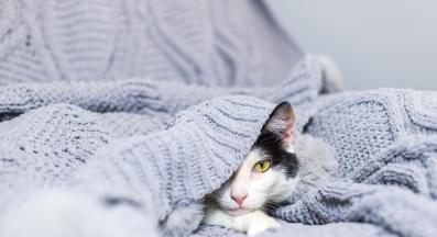 домашна котка