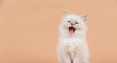 домашна котка