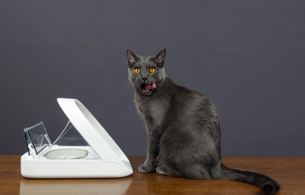 котка у дома