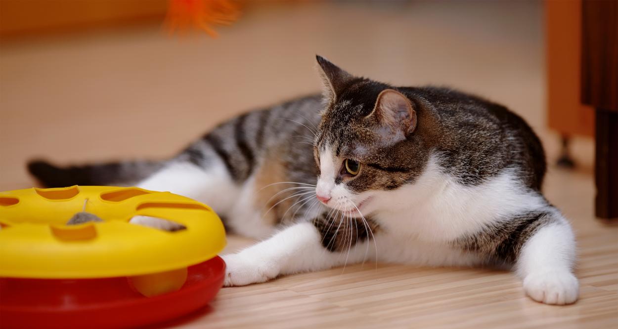 котка у дома