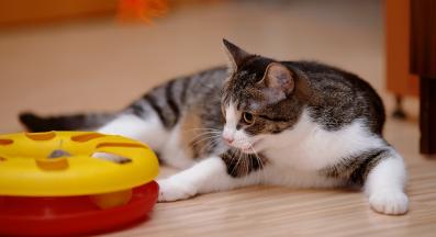 котка у дома