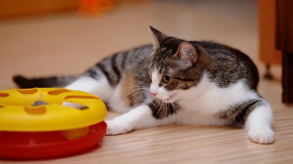 Смарт покупки за котката: интересни предмети, които ще улеснят живота ви