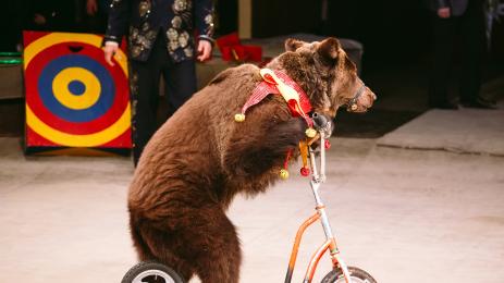 мечка цирк