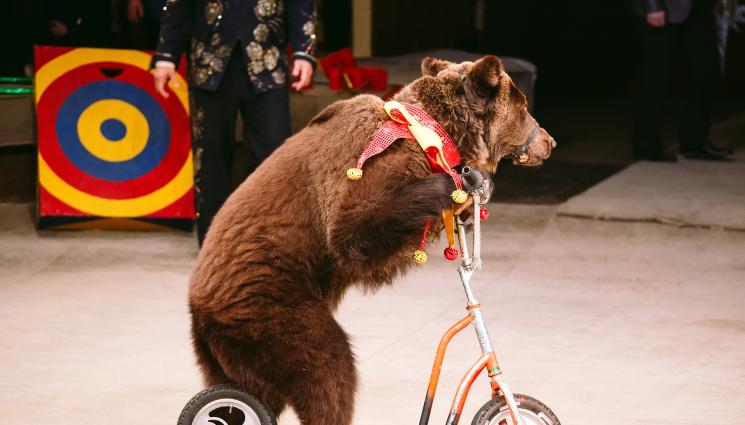 мечка цирк - Яростна мечка нападна дресьор в руски цирк (ВИДЕО)