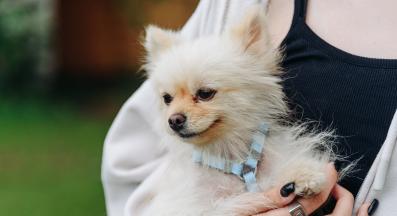 кученце собственик