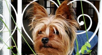 куче подправки