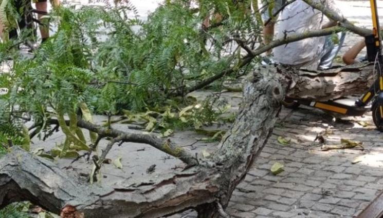 клон 1 - Изсъхнал клон падна върху дете