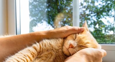 галене в котка