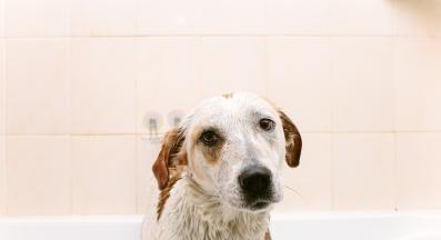 куче мирише