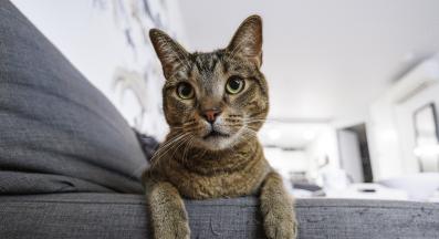 домашна котка