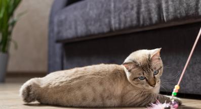 домашна котка