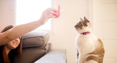 котка играе