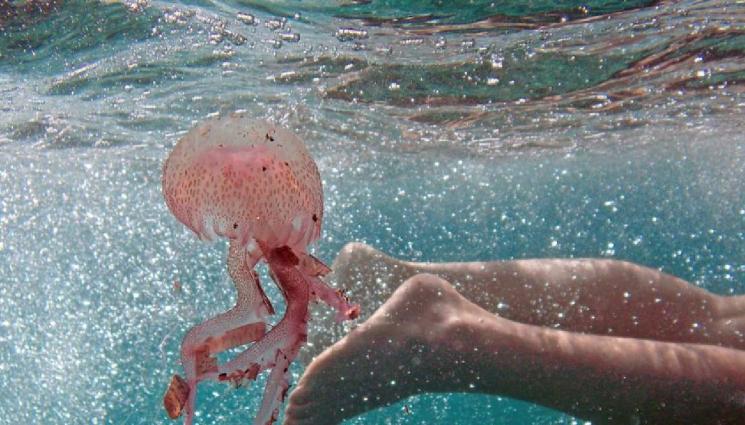 медуза - ЗЛАТНО ВРЕМЕ: Какво да правим, ако ни опари медуза - инструкции за спешна помощ