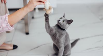 котка играе