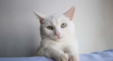 домашна котка