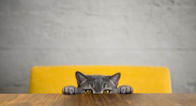 домашна котка