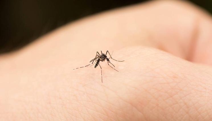 комари - РАЙ ЗА ТУРИСТИТЕ: Измерваме лукса в липсата на комари!