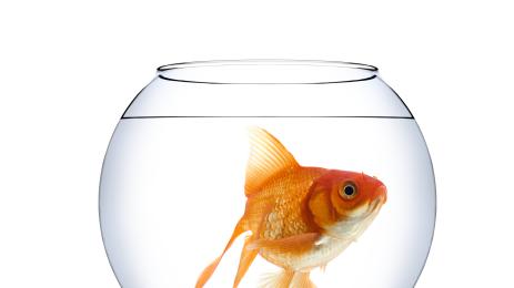 златна рибка