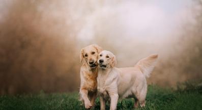 Голдън ретривър