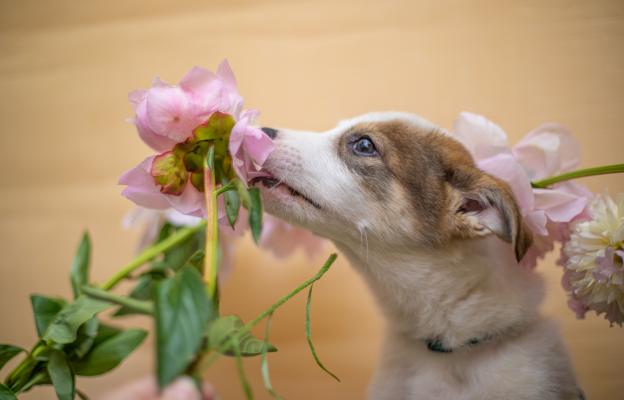 куче цветя