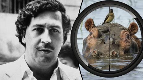 Пабло Ескобар хипопотами