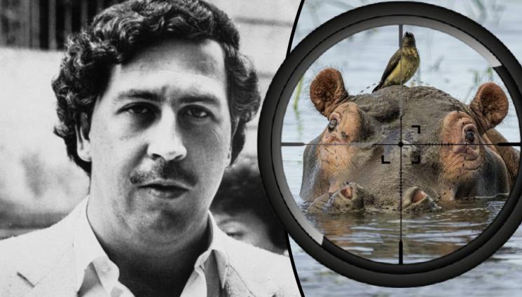 Пабло Ескобар хипопотами