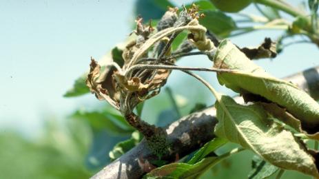 огнен пригор