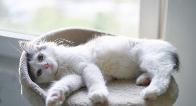 домашна котка